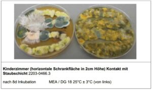 Mehr über den Artikel erfahren Die Bedeutung von Fachgerechter Schimmelpilzdiagnostik und Sanierung – Ihre Gesundheit im Fokus