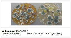 Mehr über den Artikel erfahren Nährböden MEA und DG18 – Ihre Bedeutung in der Analyse von Schimmelsporen und bei der Luftkeimmessung
